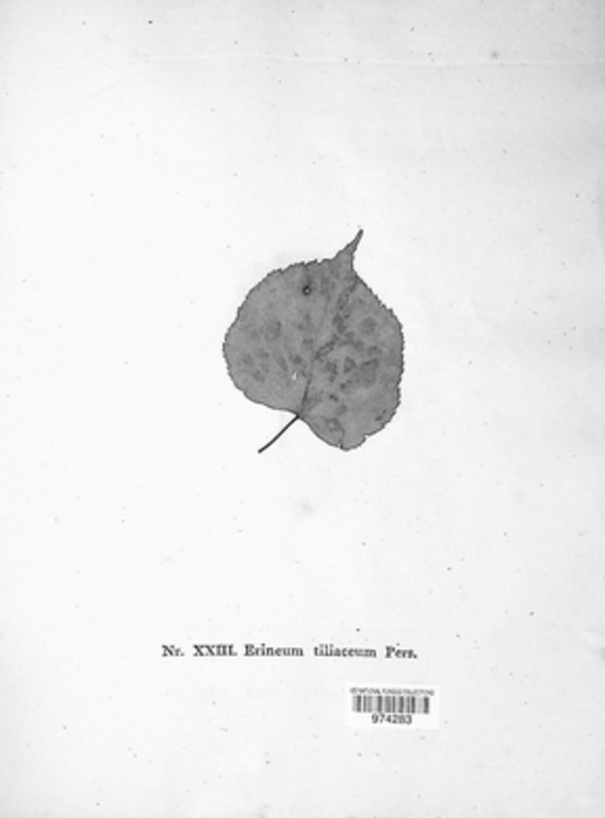 Erineum image